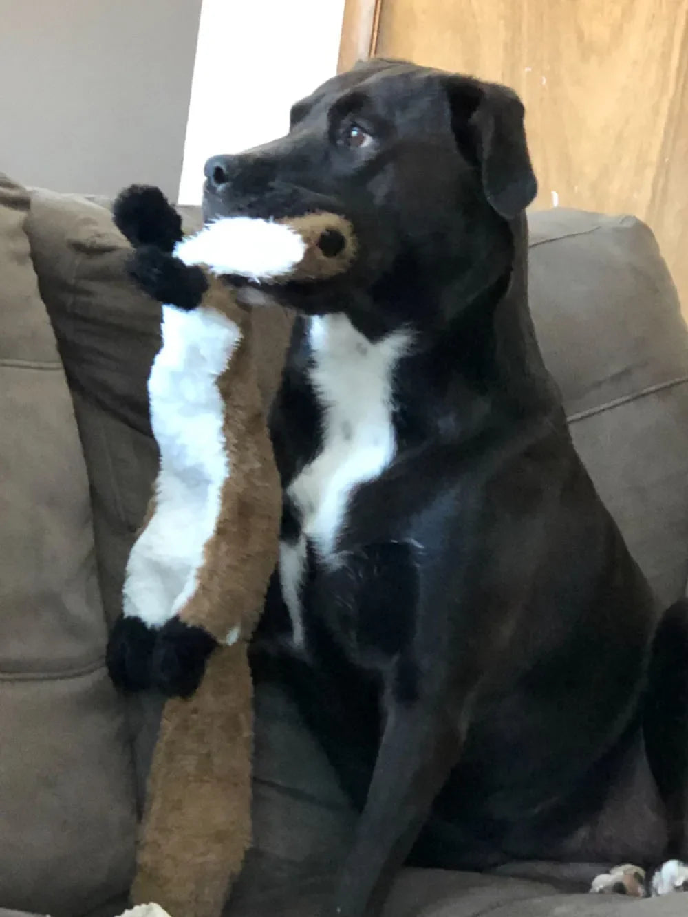 Stuffing-Free Squeaky Dog Toy with Crinkle