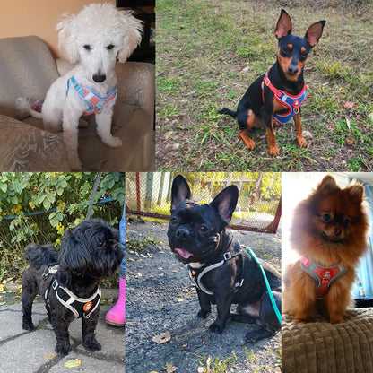 Breathable Reflective Dog Harness - Adjustable for Small Dogs & Puppies