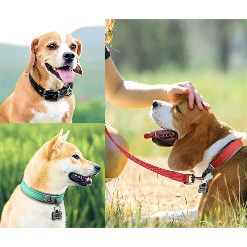 Padded Reflective Nylon Dog Collar – Adjustable for Small, Medium & Large Dogs