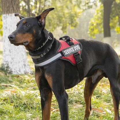 Reflective Adjustable Dog Chest Harness & Walking Lead for Large Dogs