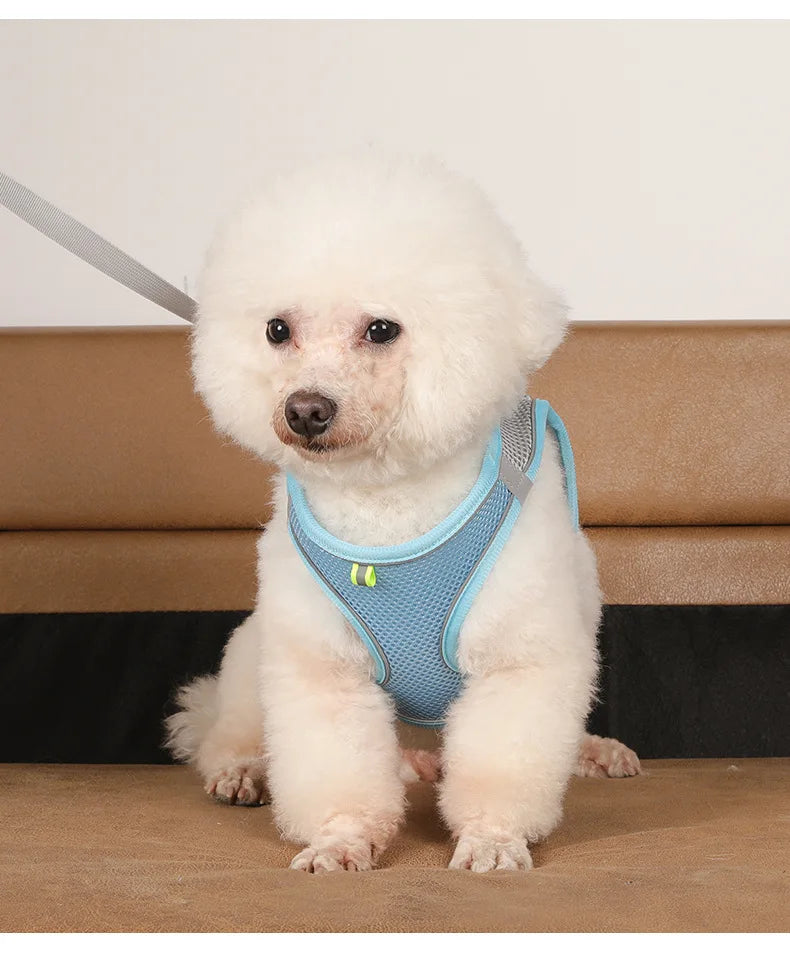 Small Dog Harness and Leash Set
