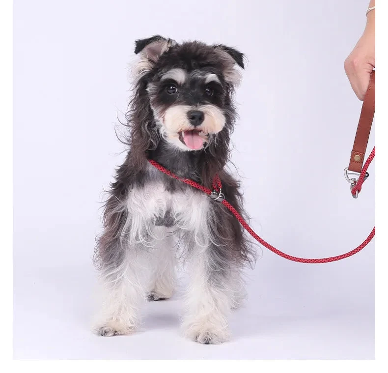 Anti-Tangle Adjustable P-Chain Slip Lead for Small Dogs
