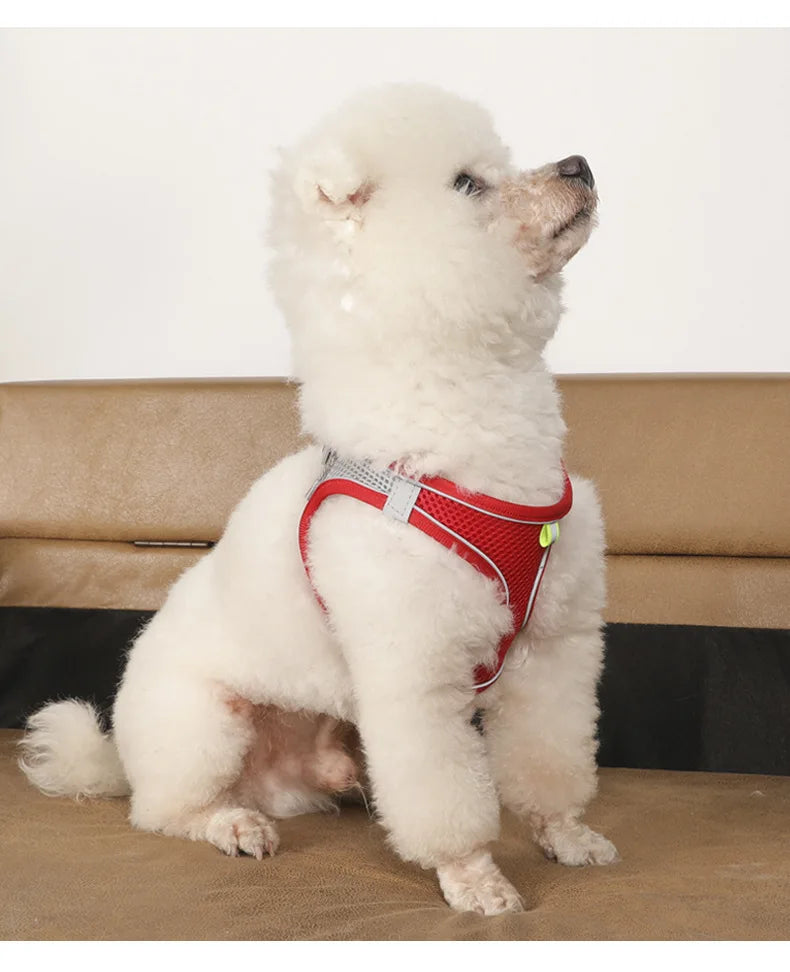 Small Dog Harness and Leash Set