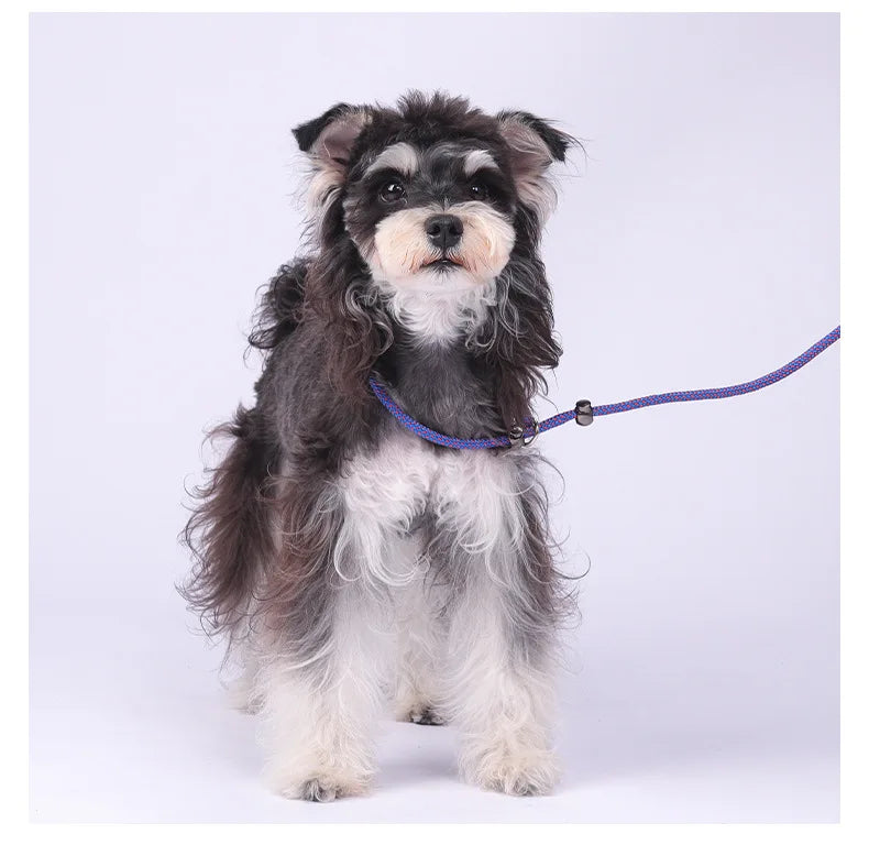 Anti-Tangle Adjustable P-Chain Slip Lead for Small Dogs