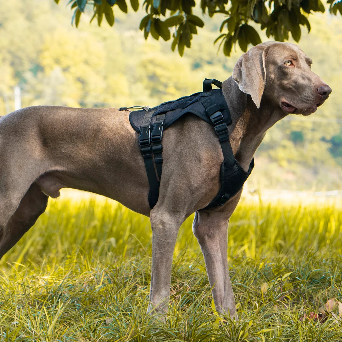 Tactical Chest Strap Dog Harness with Reinforcement Loop