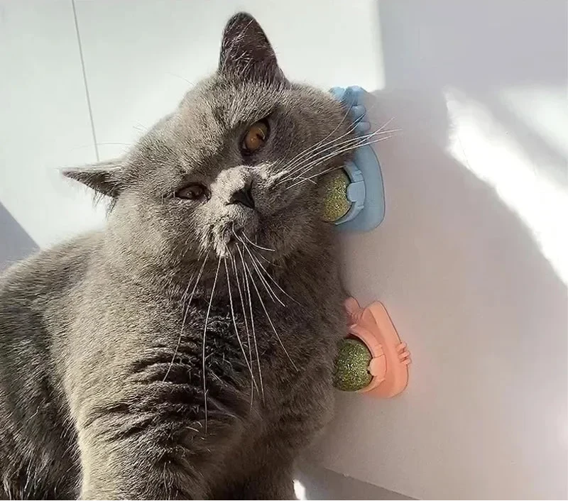 Catnip Wall Ball - Natural Edible Cat Mint Toy for Hairball Relief